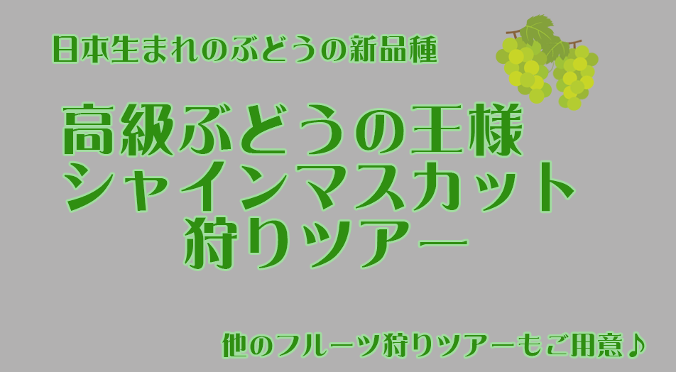 東京ツアー シャインマスカット 特集